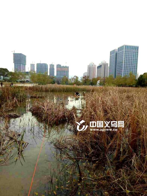 心爱的狗狗落水大冷天义乌老太下水被困