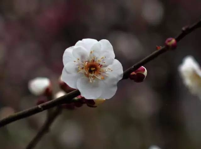 灵峰第一朵梅花开了 这份杭城赏梅地图请收好