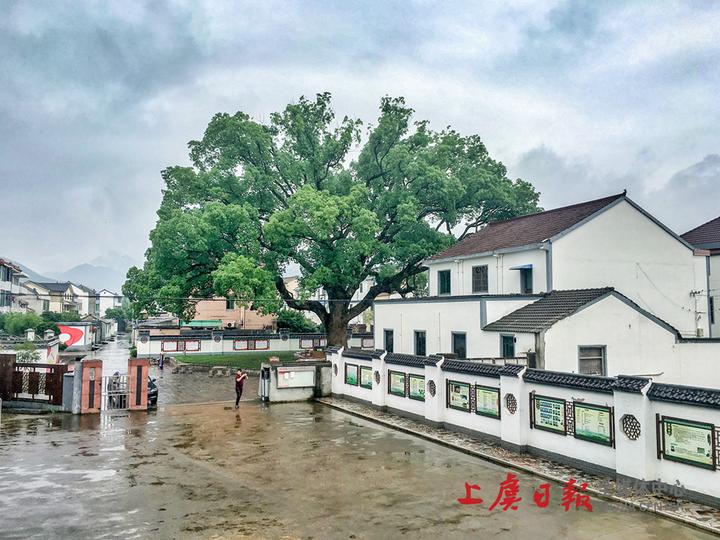 章镇镇泰山村:画意山水 茶韵悠长