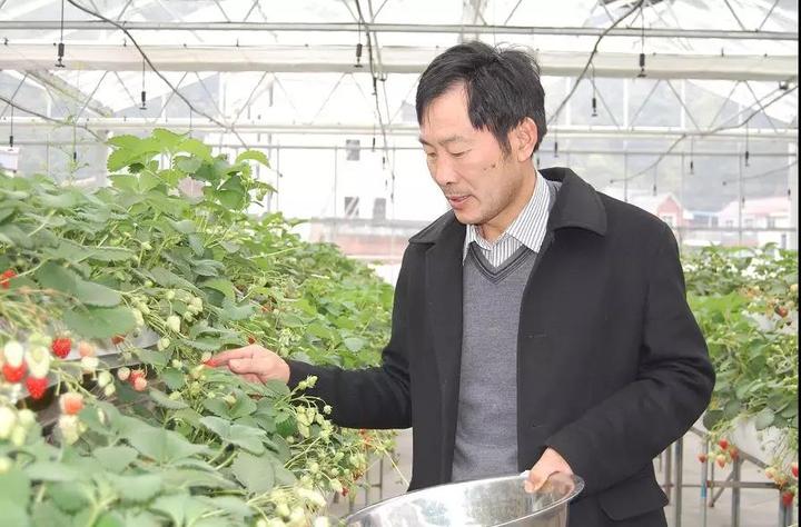 种草莓二十多年如一日建德人吴东良成全国劳模