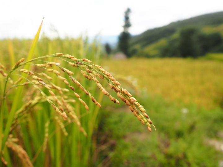 黄:稻花香里说丰年