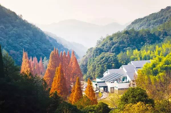 开化古田山