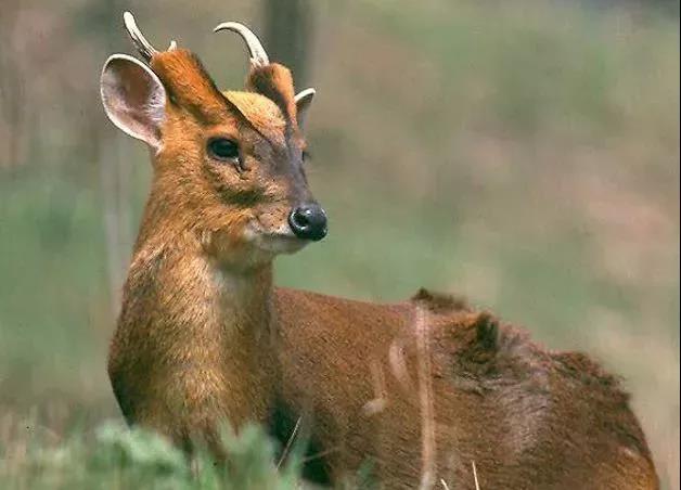 野生动物名录》和列入《世界自然保护联盟》(iucn)2008年濒危物种红色