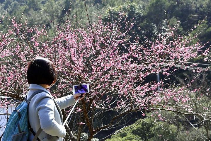 温州赏梅哪家强永嘉梅岙找梅园