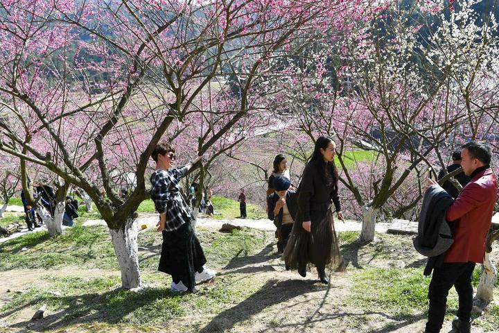 温州赏梅哪家强永嘉梅岙找梅园