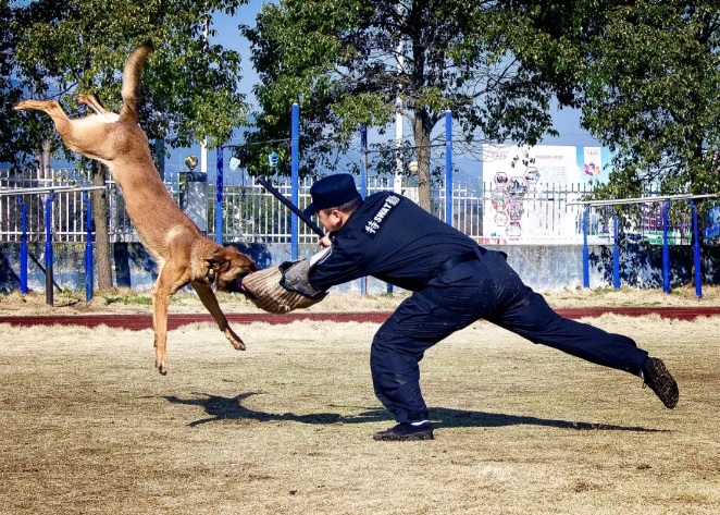 警犬不是好当的!探秘甬城警犬训练基地里不寻常的"汪星人"