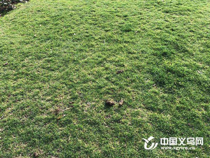 草坪上的"狗屎地雷"