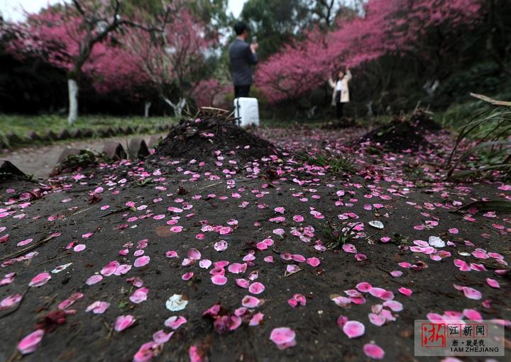 杭州一夜回冬 雨后梅花落满地