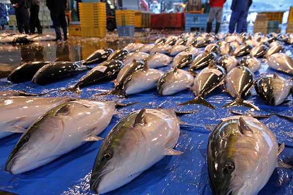 浙米道寒鰤鱼冲击灵魂的顶级食材