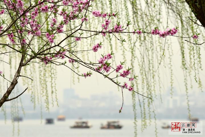 杭州西湖又到桃红柳绿时