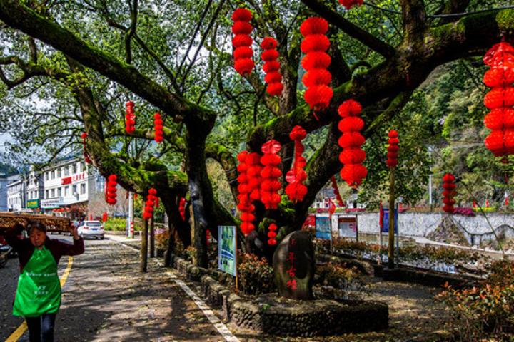 庆元县左溪镇丨晚上12点还在工作 这个乡镇有啥重任务?