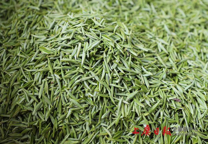 采制茶叶精品 新茶供不应求