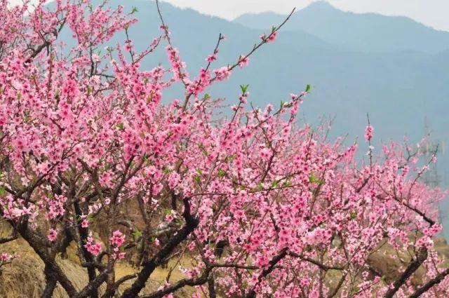 桃花源位于常山县新桥乡坞石坑村,背靠县内最高峰白菊花尖,与杭州市