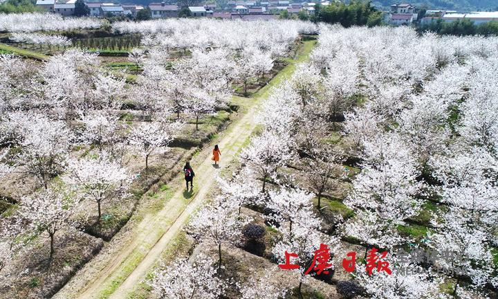 章镇樱花节在张村热闹启幕