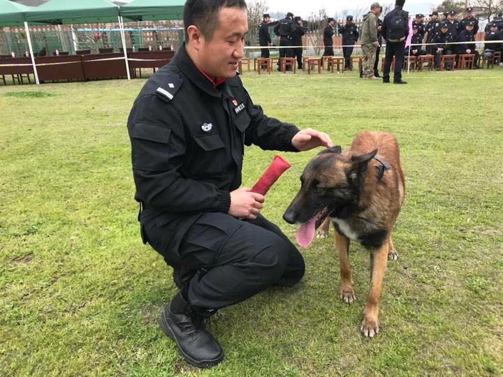 帅!100多名特警和警犬共同出现啦!