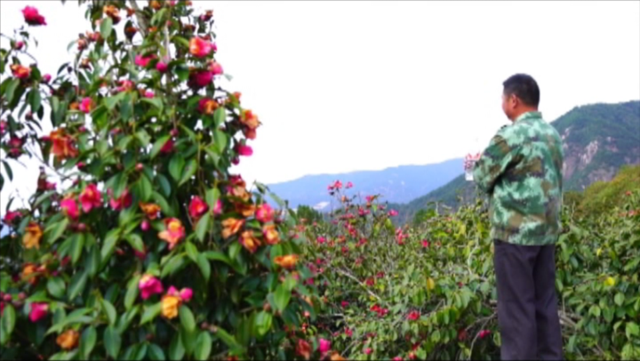 红染山头!看800米海拔上的红花油茶基地如何焕发新生