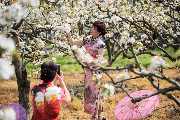 宁波 千树梨花竞开 到镇海区光明村赴美丽之约!