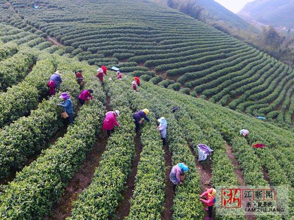 3月30日,在湖州市吴兴区埭溪镇桃花岭的上千亩茶山上,采茶娘子军的