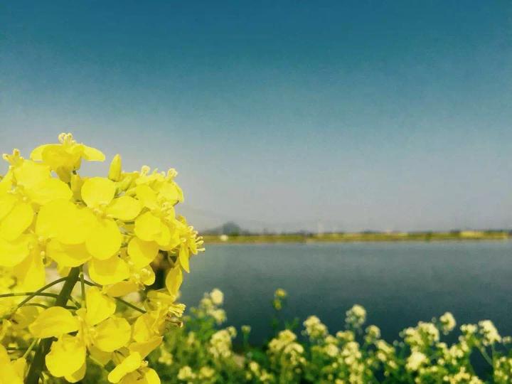 油菜花邂逅水陶堰 惊艳你一整个春天