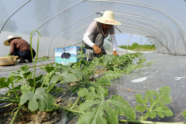 4月9日,东阳市江北街道陈泉头小区附近西瓜大棚里,种植户忙着给瓜蔓