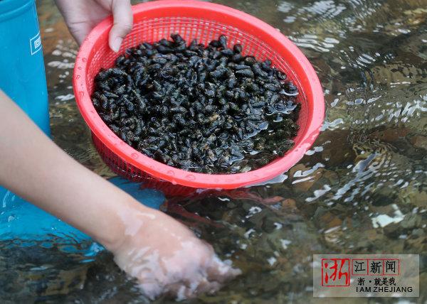 衢州:开化青蛳带动乡村旅游