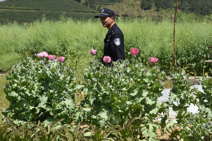 经民警的科普教育,几名种植罂粟花的村民都认识到了自己的错误,还主动