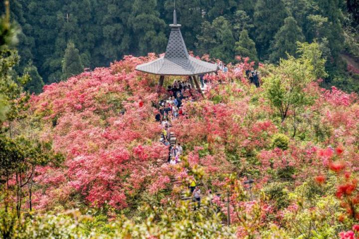 磐安:漫山遍野杜鹃红