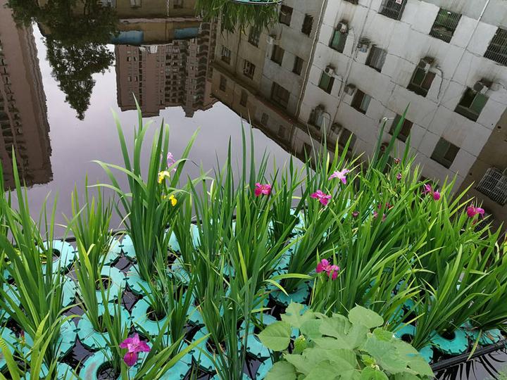 净化器 小区的池塘里,种植了许多美丽的水生植物,绿色又环保.