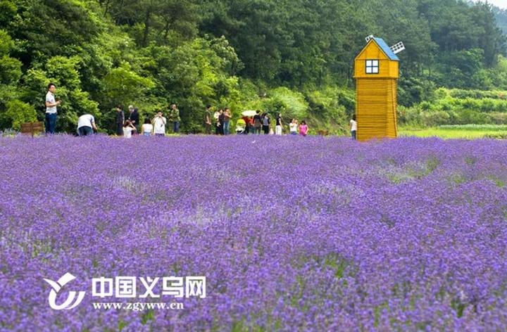 资料图 何斯路薰衣草