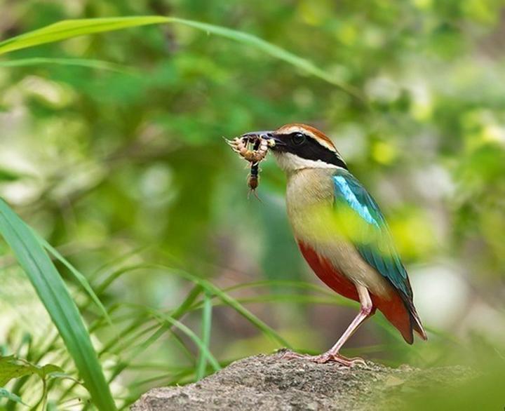 开化古田山入选中国生物圈保护区网络示范保护区首批试点单位