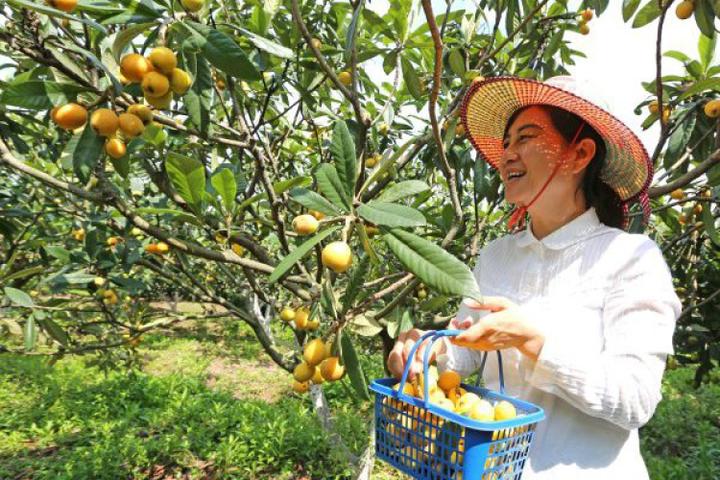 塘栖枇杷节开幕 塘栖枇杷进入最佳品尝期