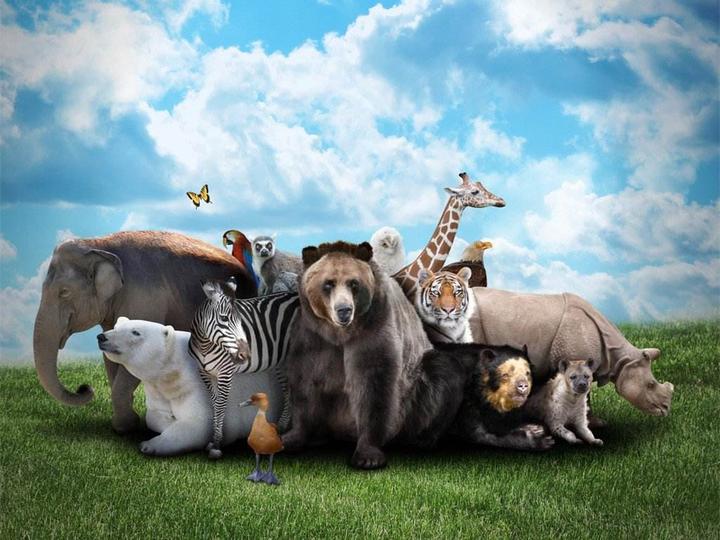 地球的故事丨今天是"国际生物多样性日",谁来拯救它们?