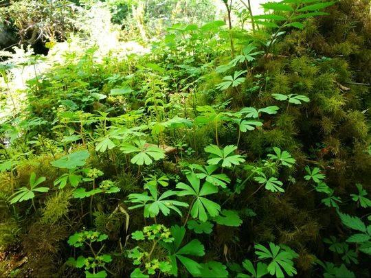 武侠小说中的独叶草?四川卧龙发现4000余株