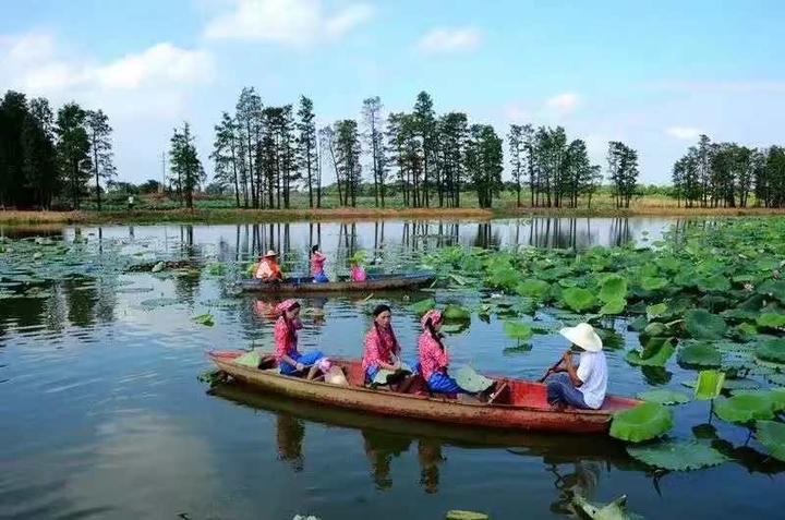 《采荷》 雨巷·璇子 摄于兰溪常满塘