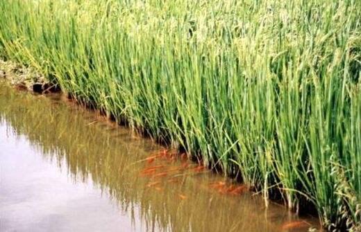 南浔生态农业助力减排增收 稻虾共生一地两用