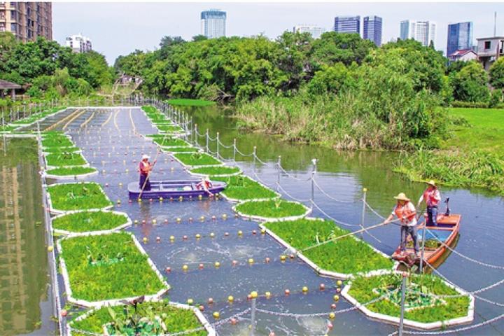 长兴:引入河道水质生态净化系统 实现水生态修复