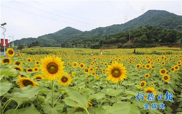 这两天,天气虽热,但位于漓渚镇棠棣村的"千亩花田"内,游人络绎不绝.