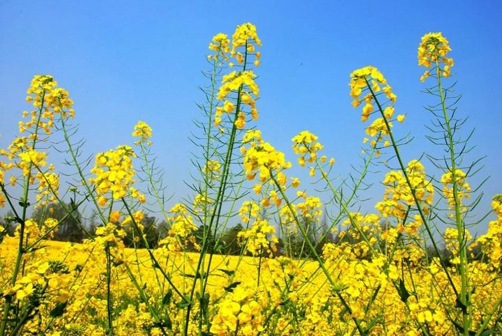 春天的油菜花