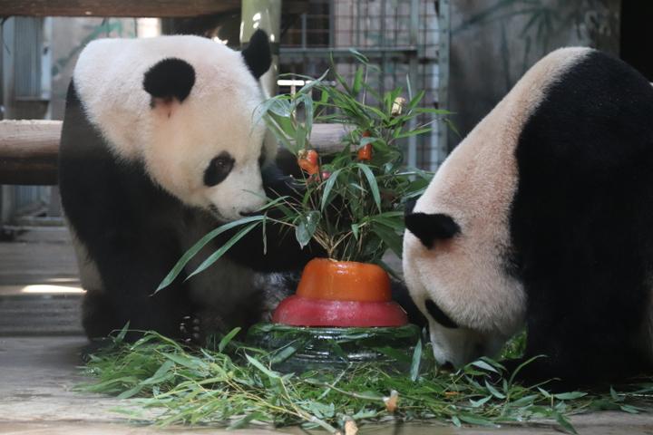 杭州动物园大熊猫过生日了 "成就"身体逐渐恢复