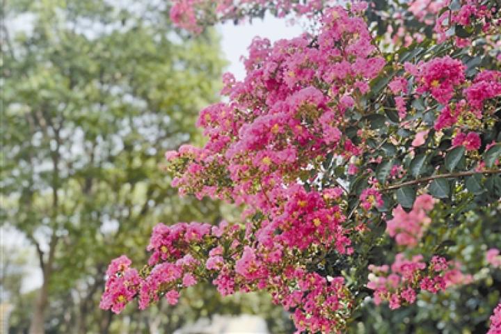 西湖播报丨杭州最美的紫薇花在哪?