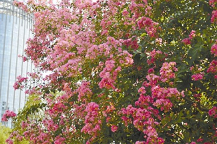 西湖播报丨杭州最美的紫薇花在哪?