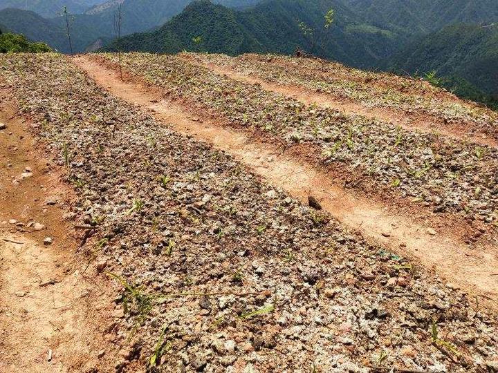 大山里有了菌棒"回收站" 庆元这个白芨基地要做啥