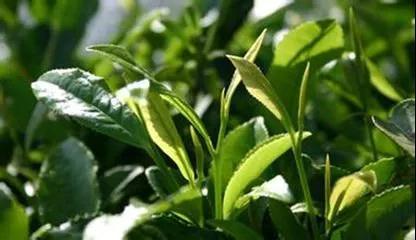 百亩绿茶"变"黄茶 景宁这个茶园如何让产值翻番?