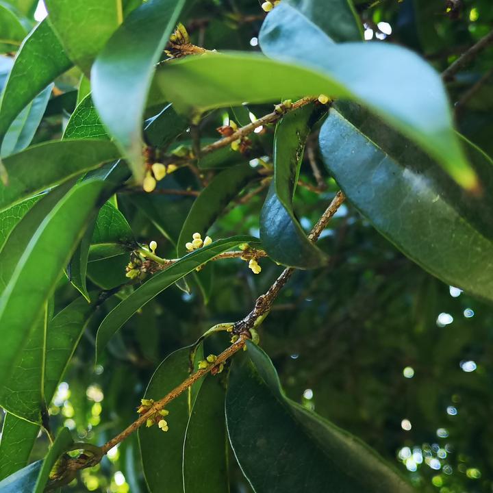 杭城"第一桂"开花了 又到了满城桂花香的时节