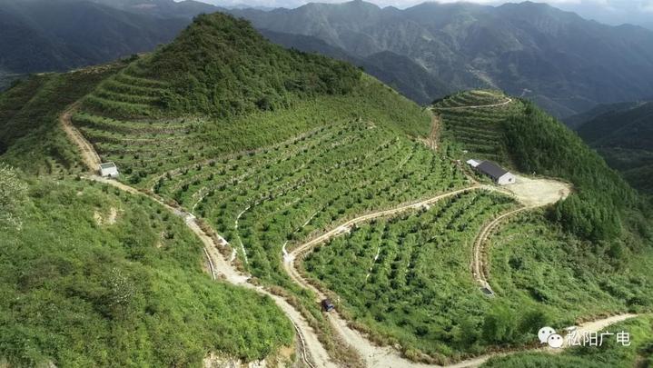 松阳香榧开始采摘了 预计产量将突破15万斤