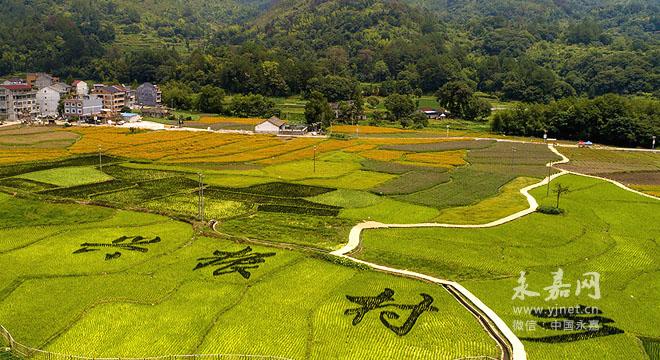 "乡村振兴之花"在永嘉大地竞相绽放