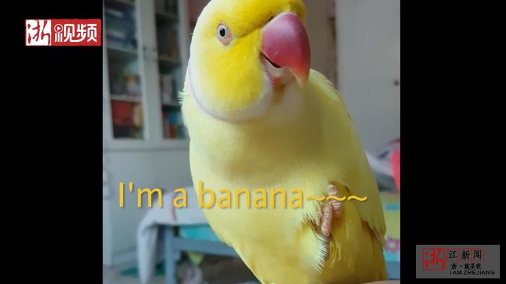 一只傻鸟!新加坡黄绿鹦鹉把自己当成香蕉