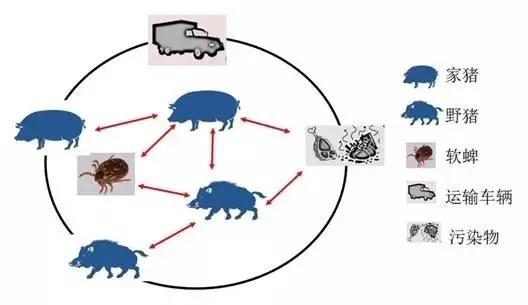 多了解一些有关非洲猪瘟的知识,特别是病毒传播的途径和可能引发疫情