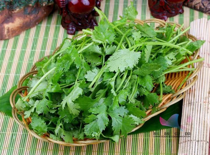 望着香油碗里绿油油的香菜碎沫,一个热爱火锅的四川人会感慨地说