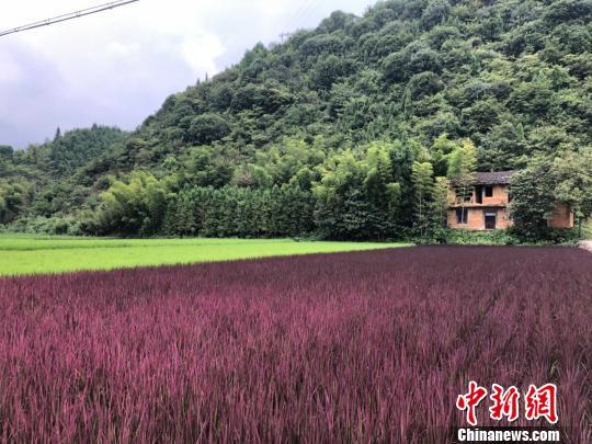 高品质产量兼顾观赏需求浙大新彩色水稻破作秀传闻